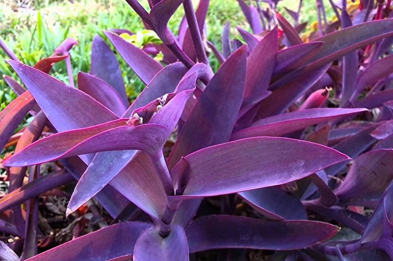 Tradescantia - larawan