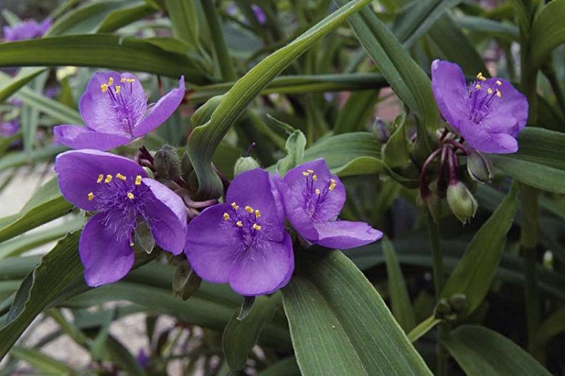 Tradescantia - ภาพถ่าย