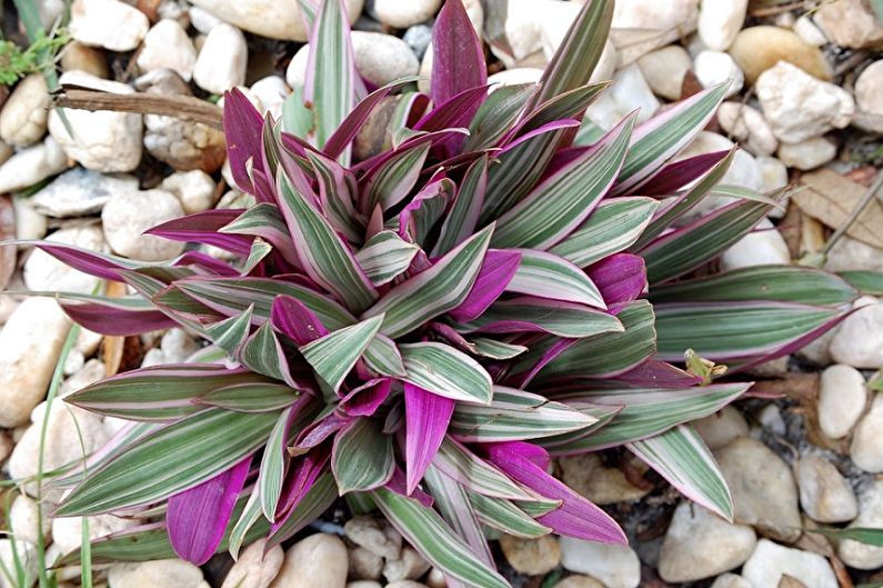 Tradescantia - kuva