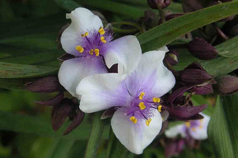 „Tradescantia“ - nuotrauka