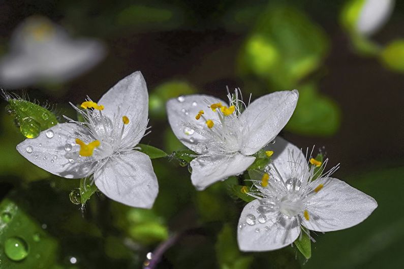 Tradescantia - fotografie