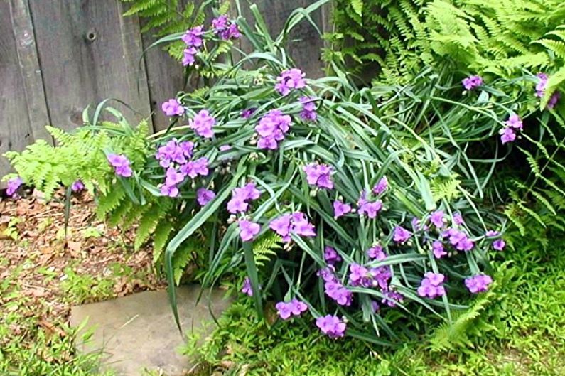 Tradescantia - fénykép