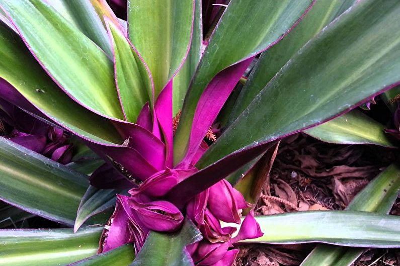 Tradescantia - fotoğraf