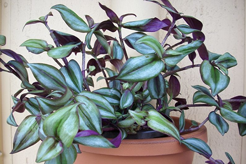 Tradescantia - foto