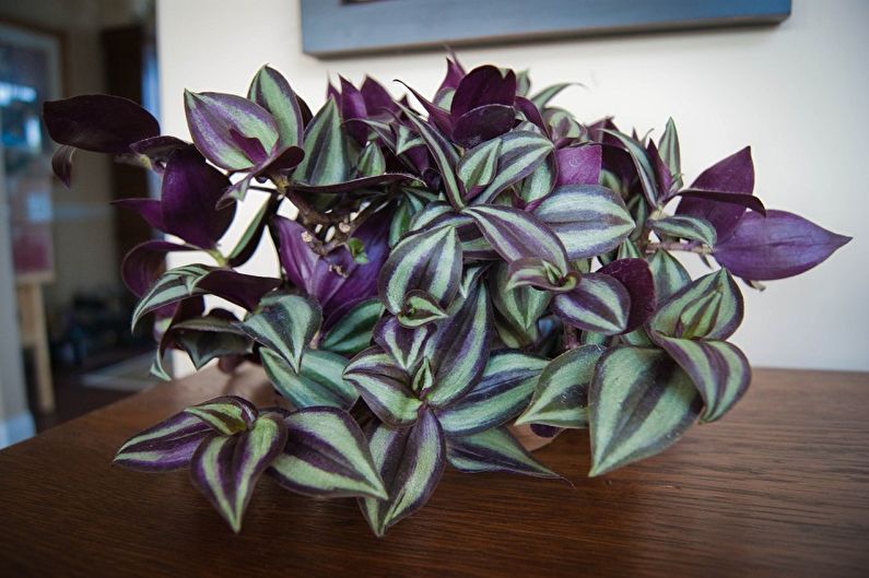 Tradescantia - foto