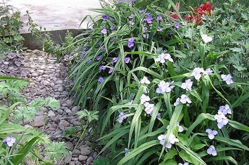 Tradescantia - zdjęcie