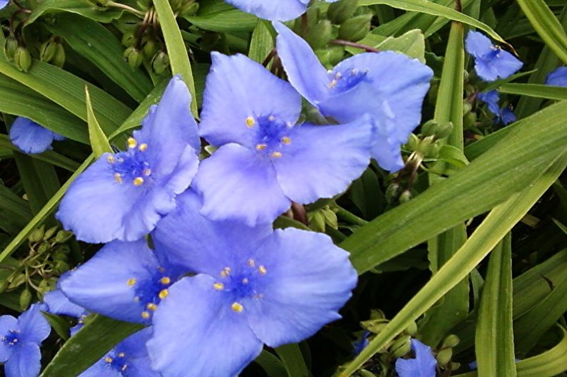 Tradescantia - fotografija