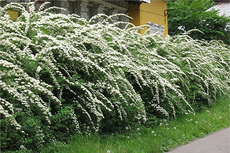 Chubushnik - Všeobecný popis