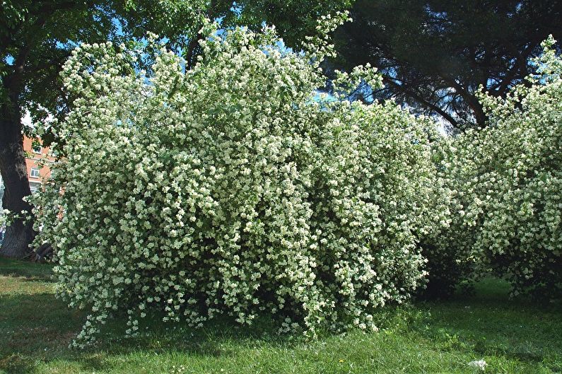 Chubushnik obyčejný