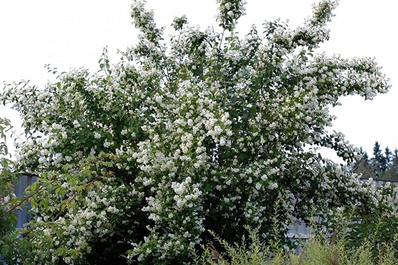 Soorten marshmallow - Fokvariëteiten