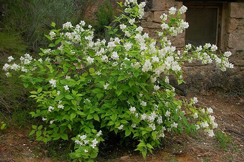 Φροντίδα Chubushnik