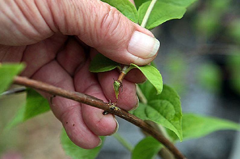 Sinh sản Chubushnik bằng cách giâm cành