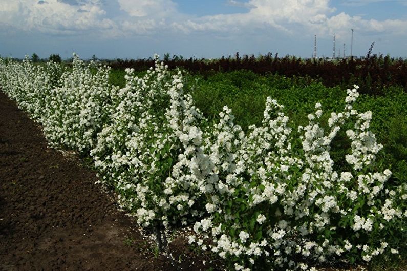 Цхубусхник - фото