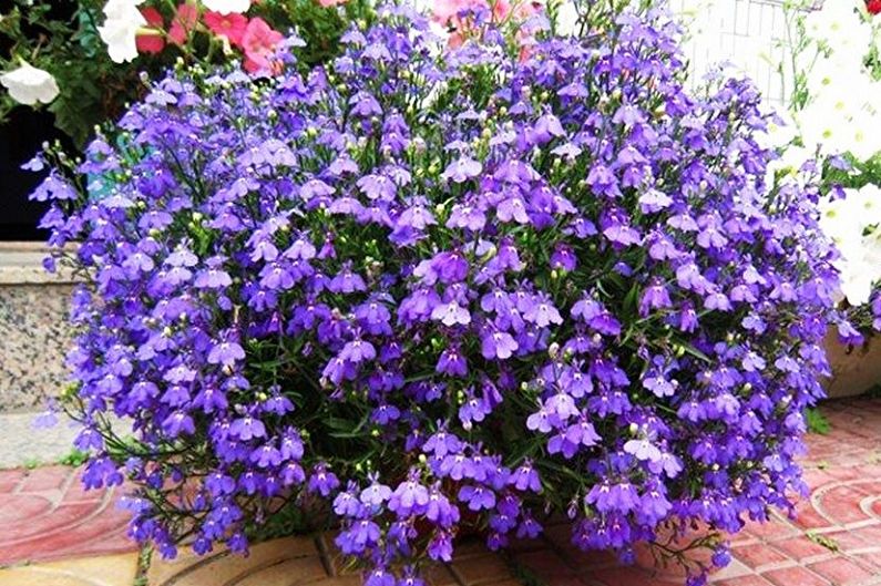 Annual lobelia