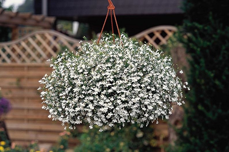 Jaarlijkse lobelia