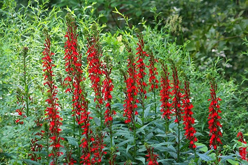 Meerjarige lobelia