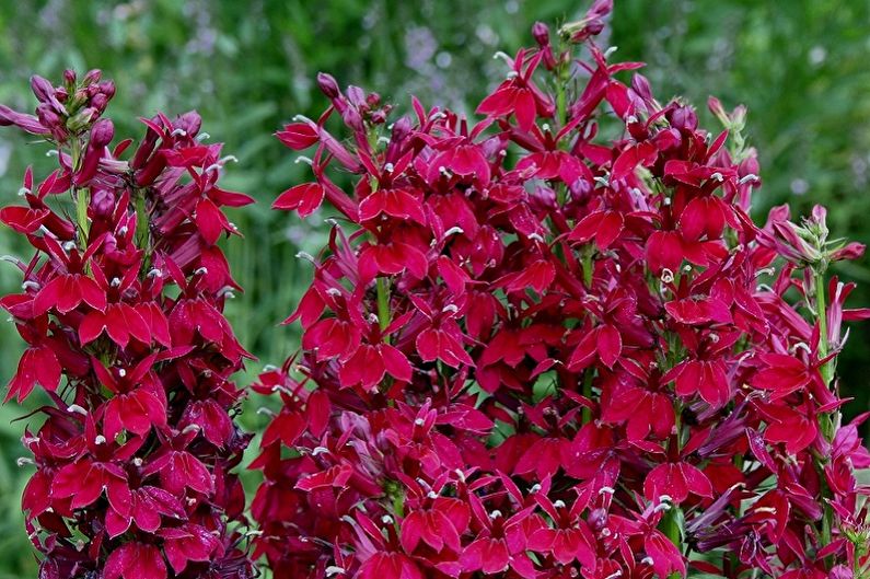 Meerjarige lobelia