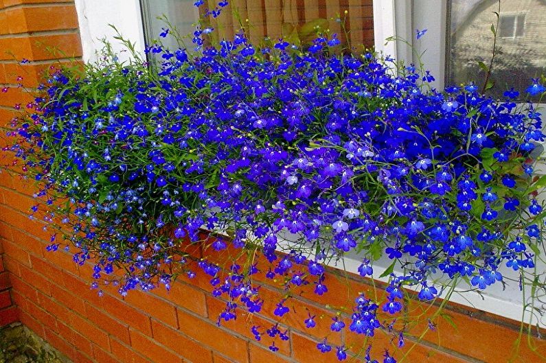 Lobelia Care - Illuminazione