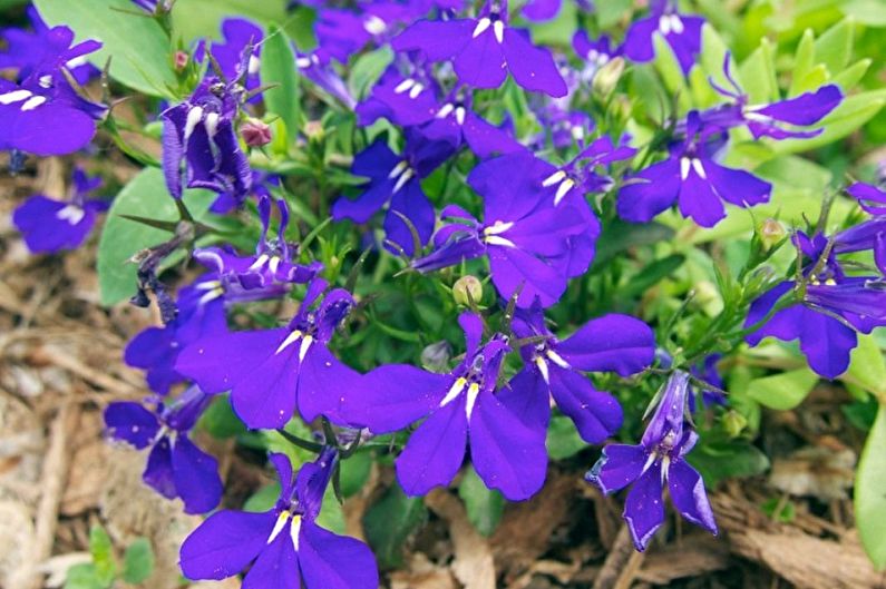 Lobelia Care - Lighting