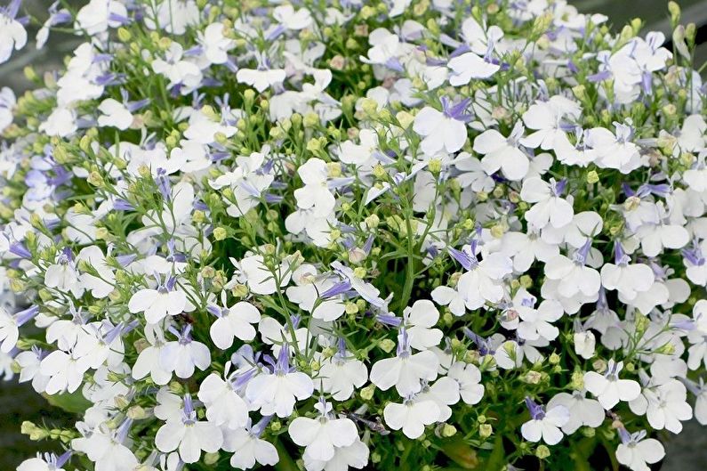 Chăm sóc lobelia - Nhiệt độ