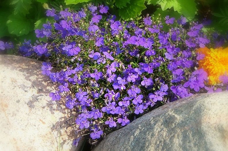 Lobelia Care - temperatur