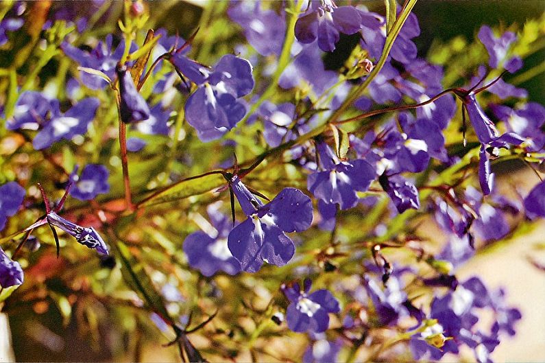 Lobelia Care - Humedad