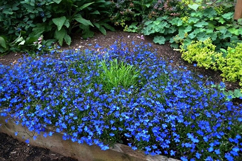 Chăm sóc lobelia - Độ ẩm