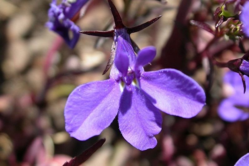 Penjagaan Lobelia - Penyiraman