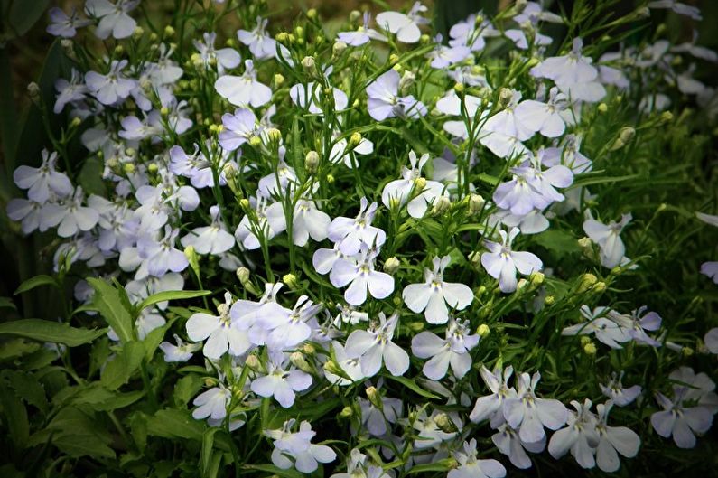 Lobelia Bakımı - Sulama