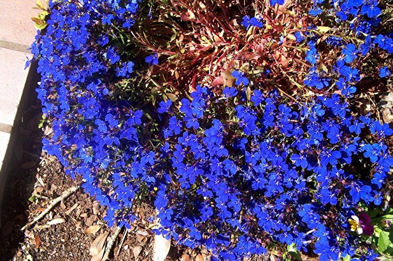 Îngrijire Lobelia - îngrășăminte și hrănire