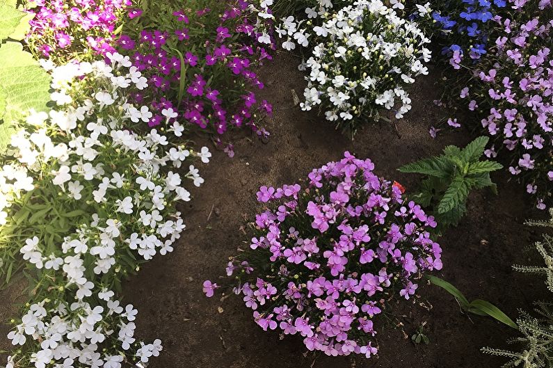 Chăm sóc lobelia - Phân bón và cho ăn