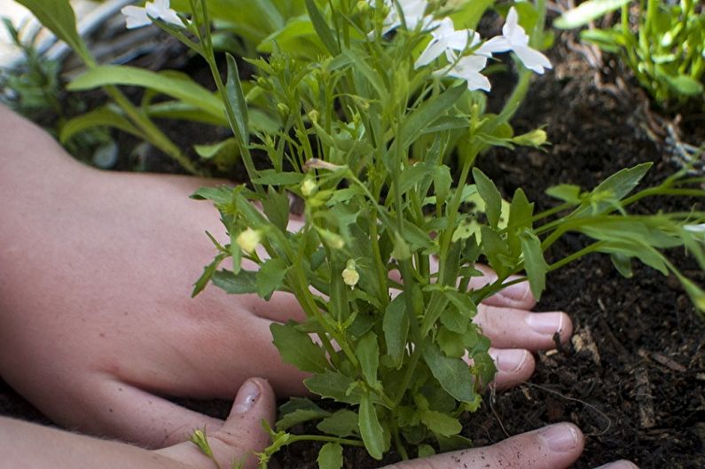 How to transplant lobelia