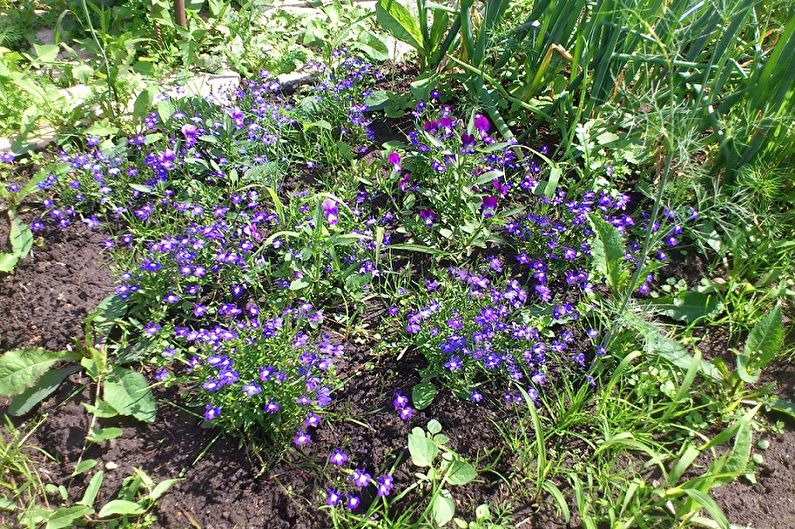 How to transplant lobelia