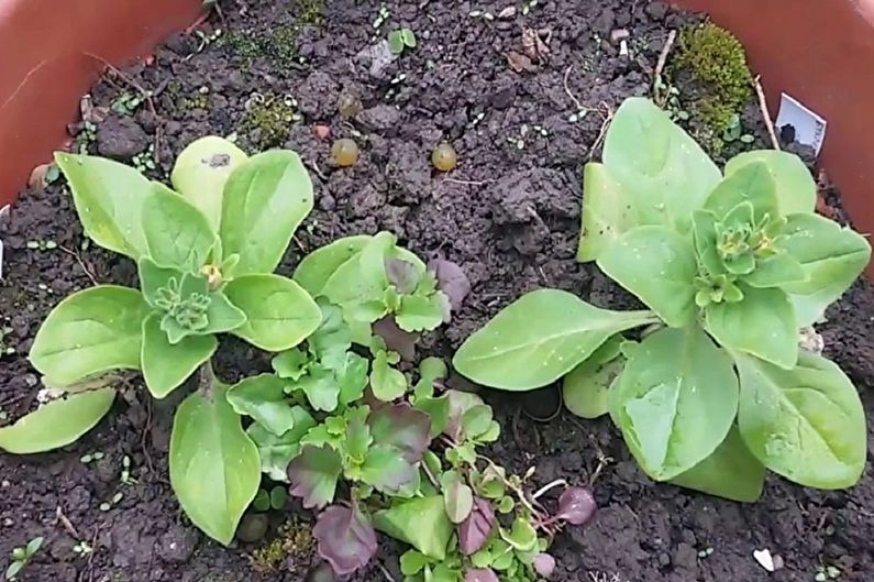 Voortplanting van lobelia door stekken