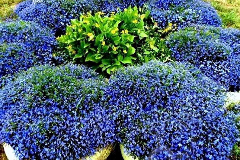 Lobelia - photo