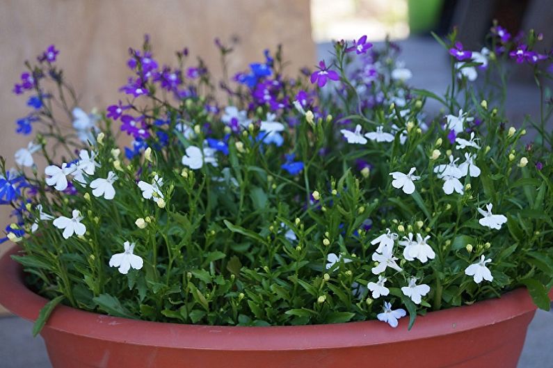 Lobelia - fotografija