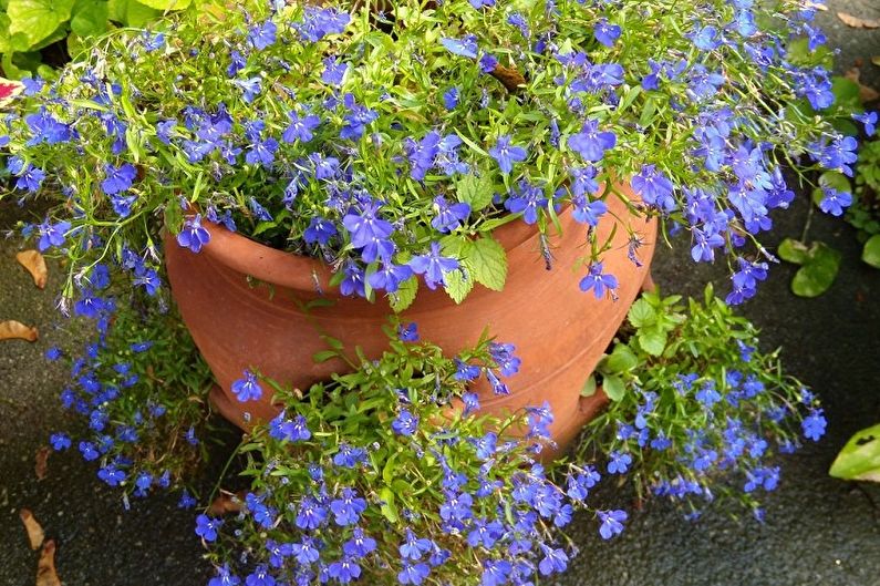 Lobelia - fotografia