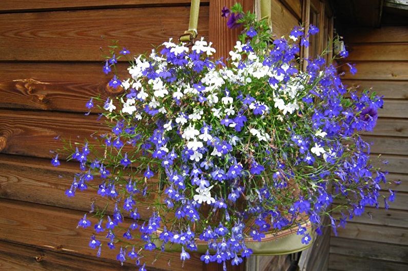 Lobelia - fotografia