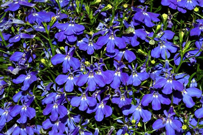 Lobelia - foto