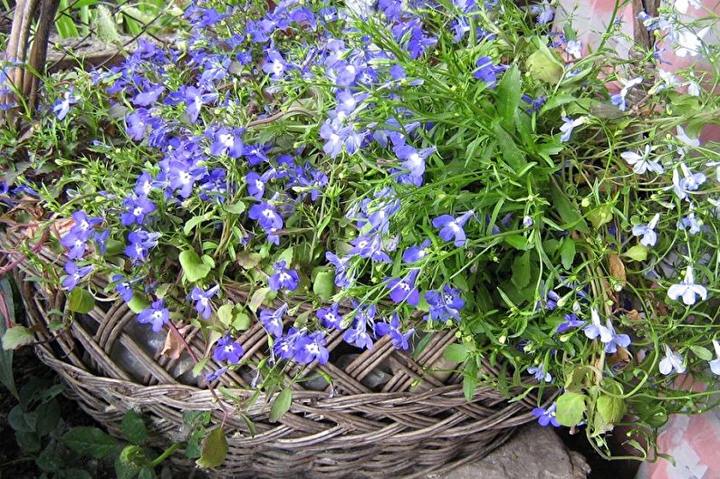 Lobelia - ภาพถ่าย