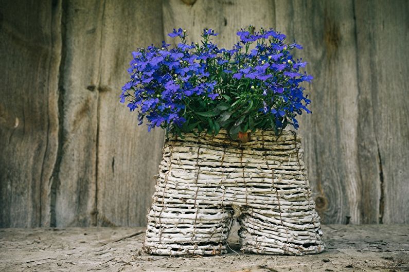 Lobelia - fotografia