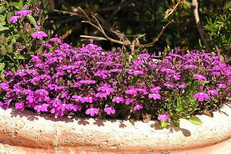 Lobelia - fotografia