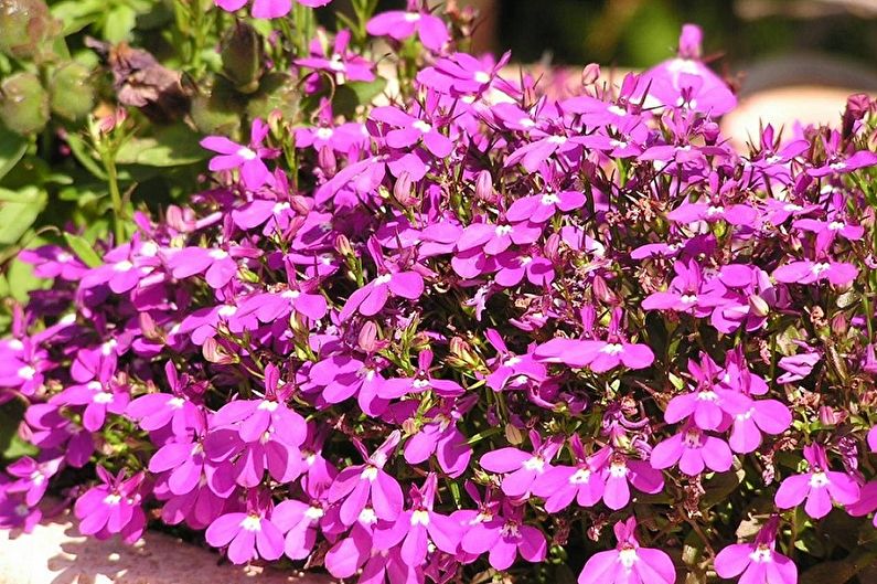 Lobelia - fotografia