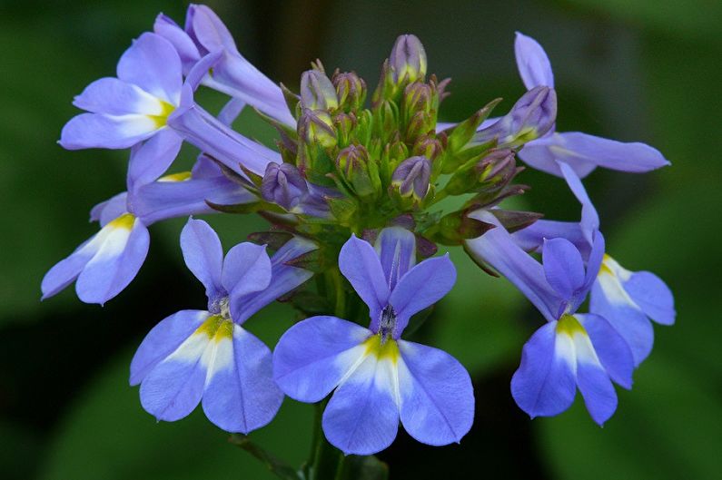 Lobelia - fotografie