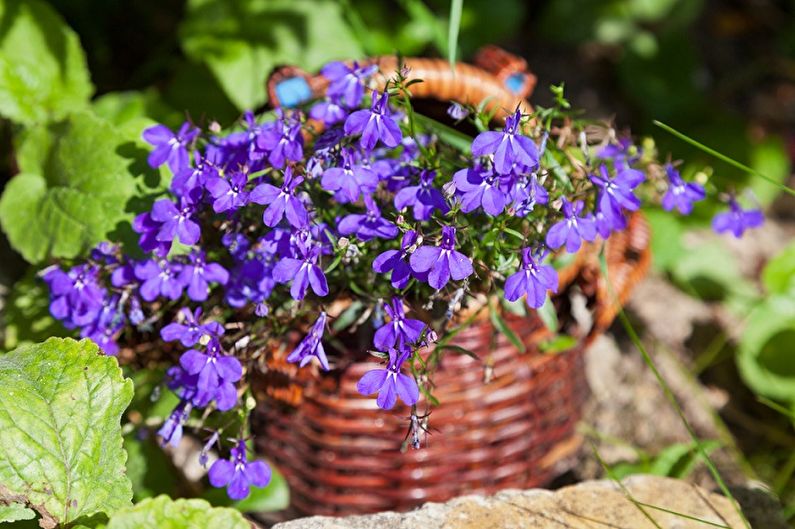 Lobelia - fotografie