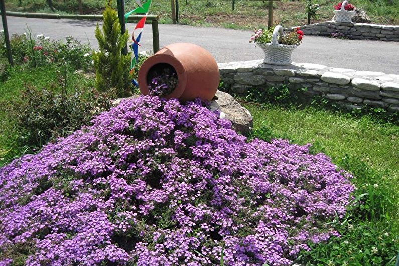 Lobelia - fotografia