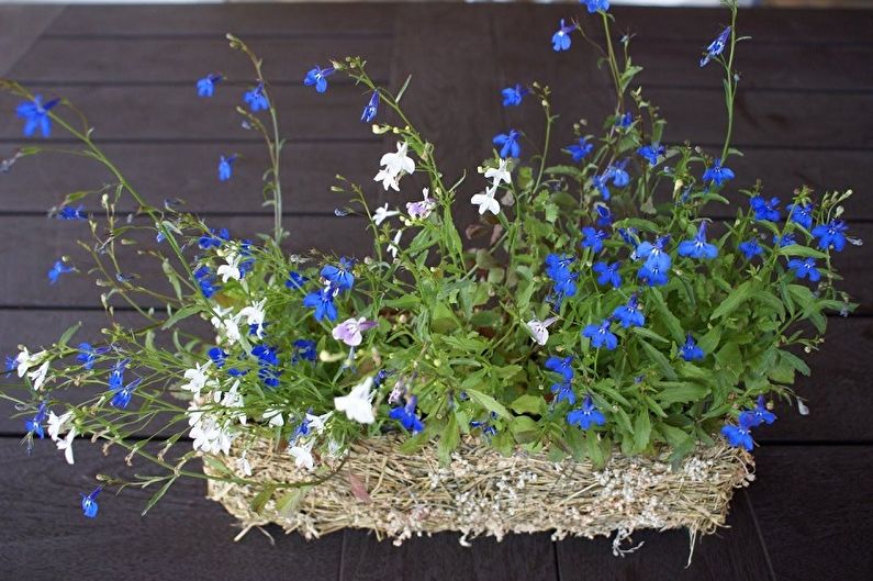 Lobelia - Foto