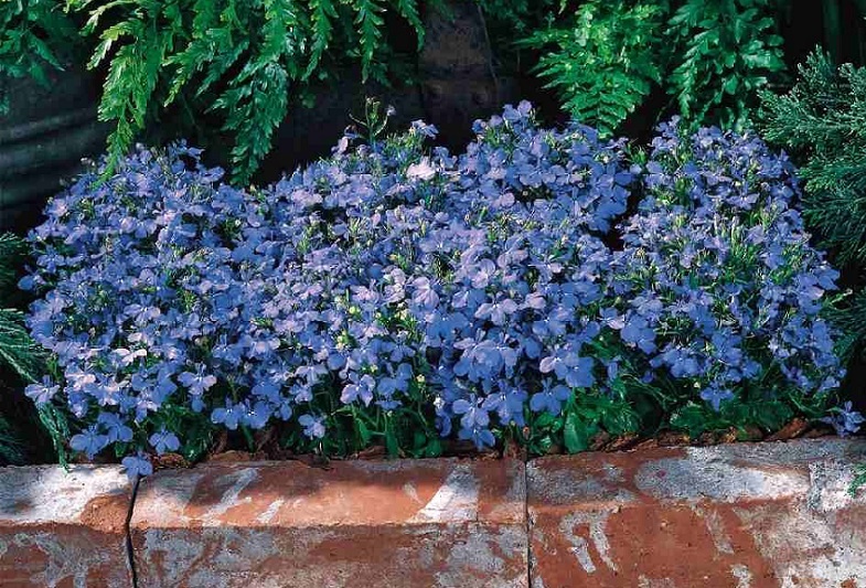 Lobelia - foto