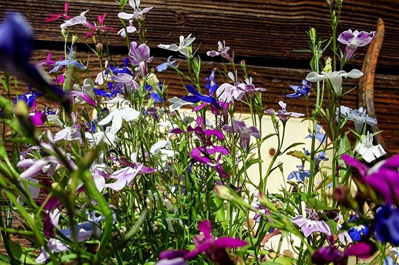 Lobelia - fotografija