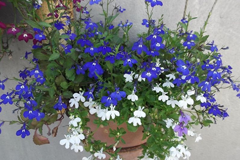 Lobelia - fotoğraf